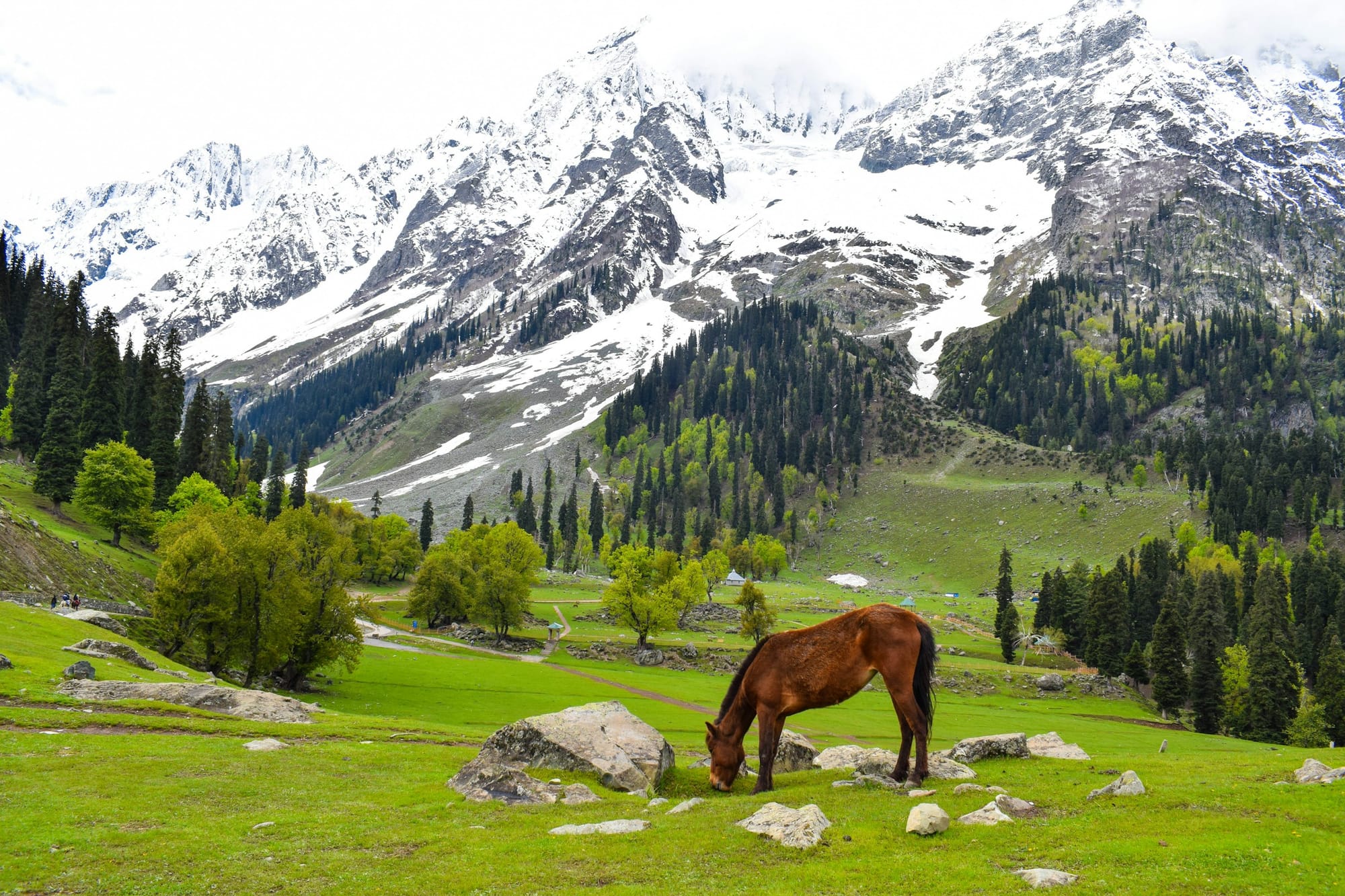 A horse grazing in a green meadow below the snow-covered peaks of Thajiwas Glacier, Sonmarg
